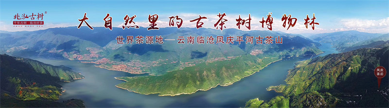 古茶樹(shù)博物林.jpg